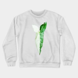 Unique and organic photo of a Syngonium Albo 6 Crewneck Sweatshirt